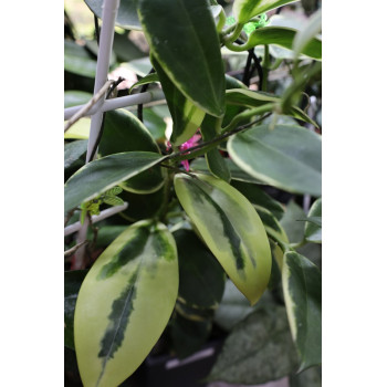 Hoya 'Para' albomarginata store with hoya flowers