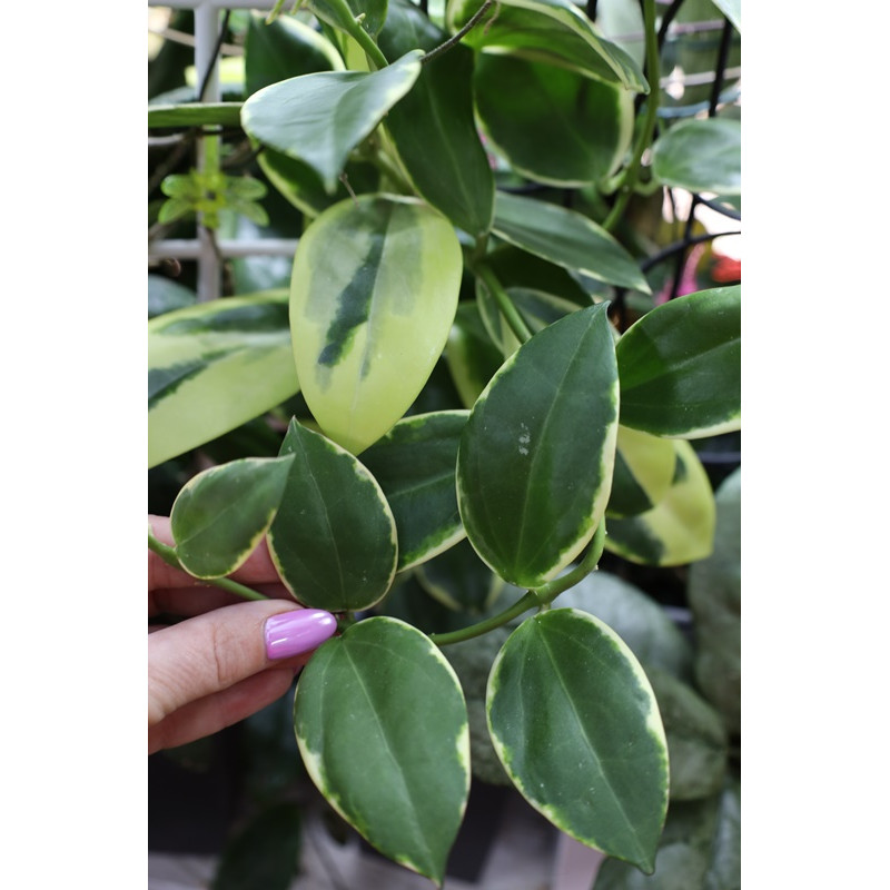 Hoya 'Para' albomarginata store with hoya flowers