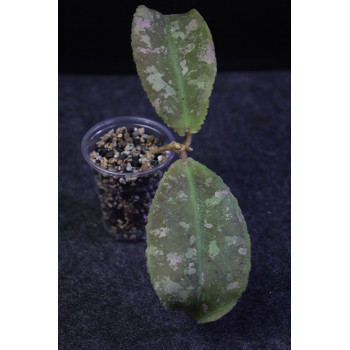 Hoya undulata RED - rooted store with hoya flowers