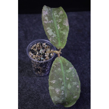 Hoya undulata RED - ukorzeniona sklep z kwiatami hoya