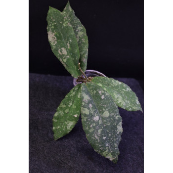 Hoya undulata SILVER - ukorzeniona sklep z kwiatami hoya