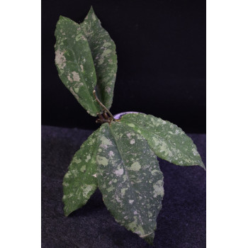 Hoya undulata SILVER- rooted internet store