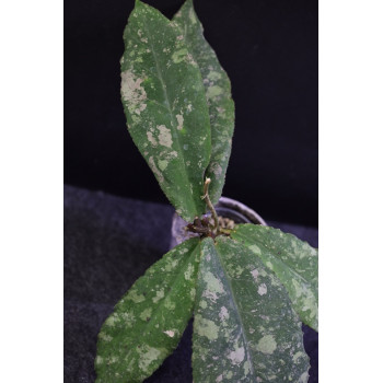 Hoya undulata SILVER- rooted store with hoya flowers