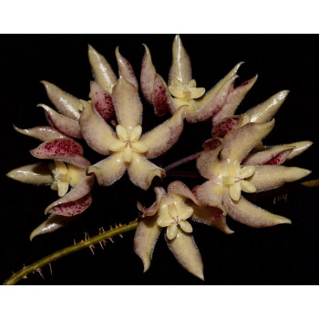 Hoya undulata BLACK ( long wavy leaves ) - rooted store with hoya flowers