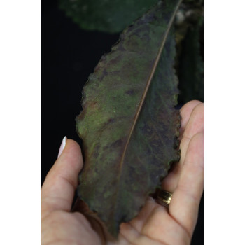 Hoya undulata BLACK ( long wavy leaves ) - rooted store with hoya flowers