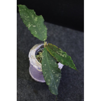 Hoya undulata BLACK ( long wavy leaves ) - rooted internet store