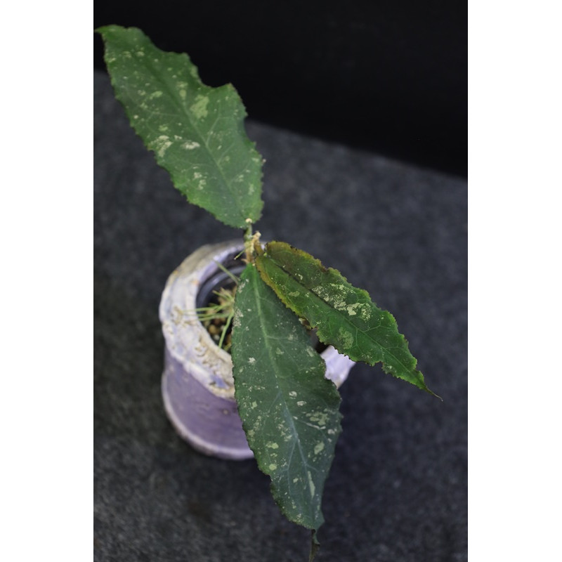 Hoya undulata BLACK ( long wavy leaves ) - rooted store with hoya flowers