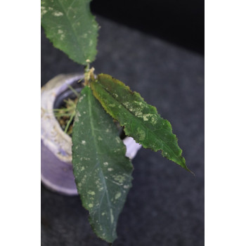 Hoya undulata BLACK ( long wavy leaves ) - rooted store with hoya flowers