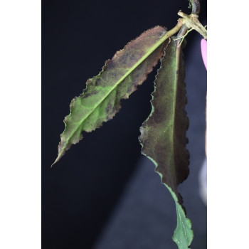 Hoya undulata BLACK ( long wavy leaves ) - rooted store with hoya flowers