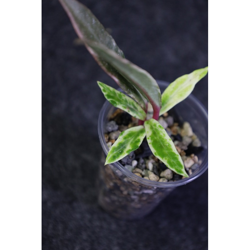 Hoya pubicalyx albomarginata - rooted, growing store with hoya flowers