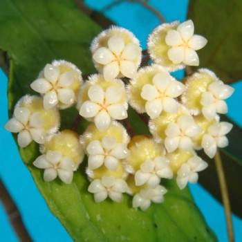 Hoya peninsularis ( yellow corona ) - ex. sp. Lata Iskandar A - ukorzeniona sklep z kwiatami hoya