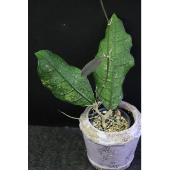 Hoya peninsularis ( yellow corona ) - ex. sp. Lata Iskandar A - rooted store with hoya flowers