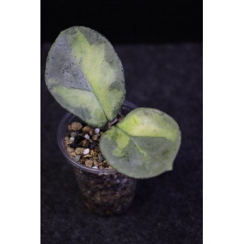 Hoya carnosa 'Argentea Princess' - ukorzeniona store with hoya flowers