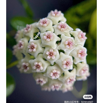 Hoya obcordata store with hoya flowers