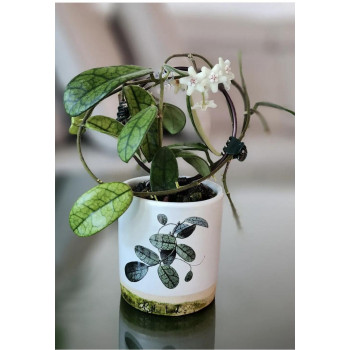 Hoya sichuanensis - rooted store with hoya flowers