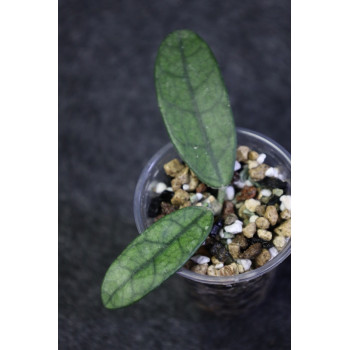 Hoya sichuanensis - rooted store with hoya flowers