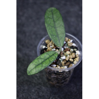 Hoya sichuanensis - rooted store with hoya flowers