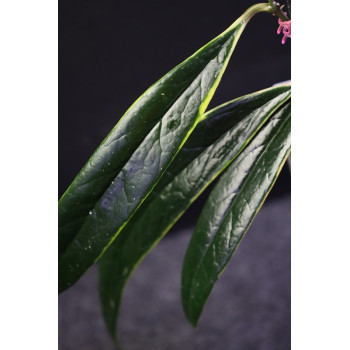 Hoya sulawesiana albomarginata store with hoya flowers