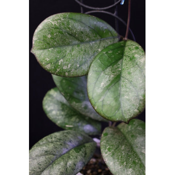 Hoya seedling by Patcharawalai internet store