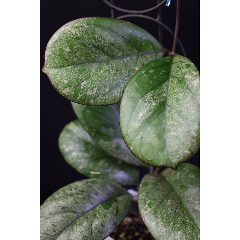 Hoya seedling by Patcharawalai store with hoya flowers