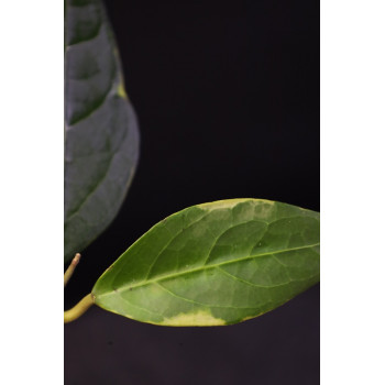 Hoya verticillata LAMPUNG outer variegated  - real photos store with hoya flowers