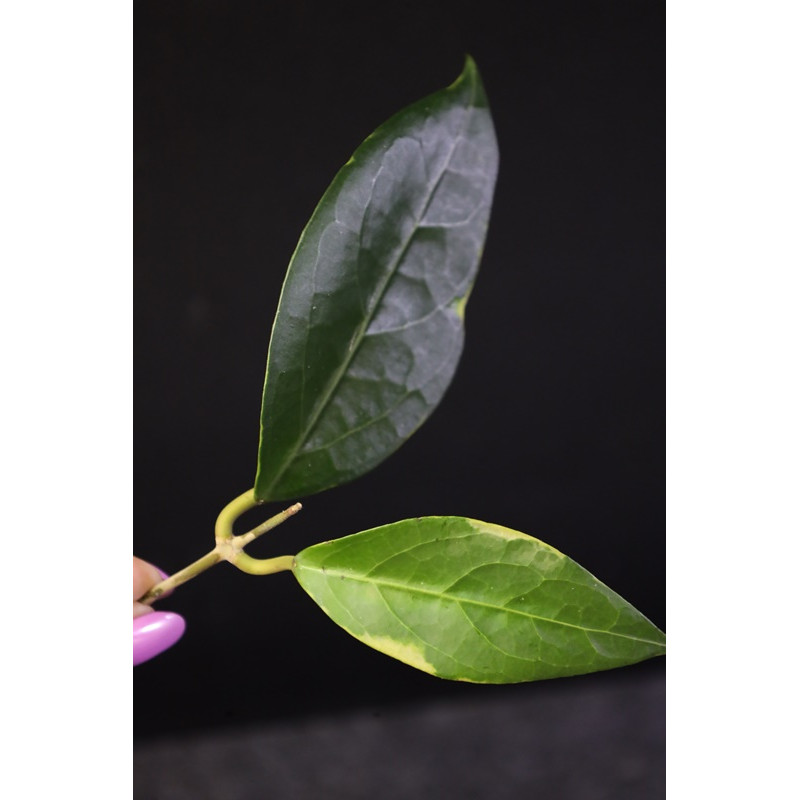 Hoya verticillata LAMPUNG outer variegated  - real photos store with hoya flowers