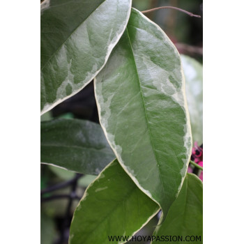 Hoya buotii albomarginata sklep z kwiatami hoya