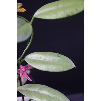 Hoya griffithii SILVER ( GHOST ) store with hoya flowers