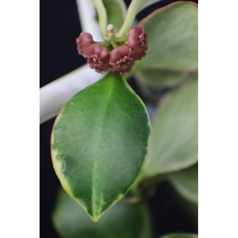 Hoya heuschkeliana albomarginata ( inverse colored than H. heuschkeliana variegata ) store with hoya flowers