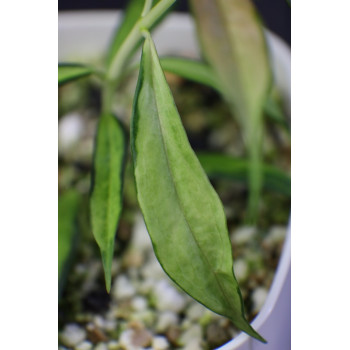 Hoya yingjiangensis inner variagated sklep internetowy