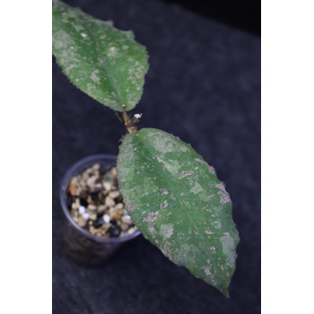 Hoya undulata SILVER- rooted store with hoya flowers