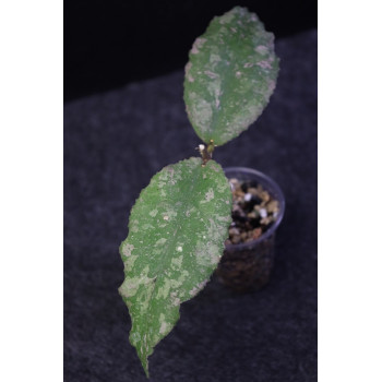 Hoya undulata SILVER- rooted store with hoya flowers