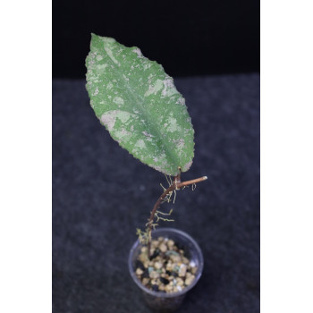 Hoya undulata SILVER- rooted store with hoya flowers