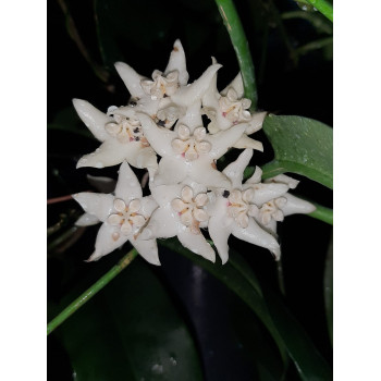 Hoya lucida - rooted, growing store with hoya flowers