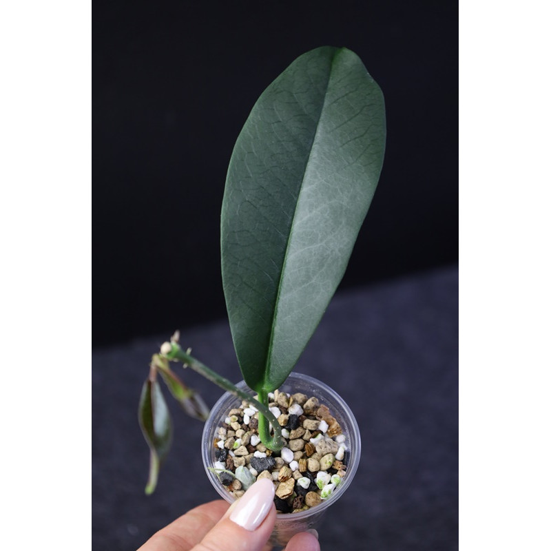 Hoya lucida - rooted, growing store with hoya flowers