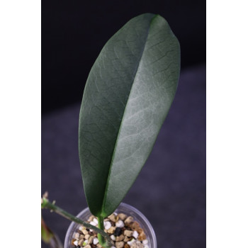 Hoya lucida - rooted, growing store with hoya flowers