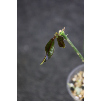 Hoya lucida - rooted, growing store with hoya flowers