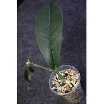 Hoya lucida - rooted, growing store with hoya flowers