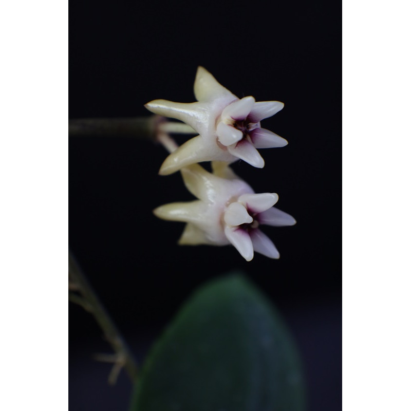 Hoya mitrata Khao Sok store with hoya flowers