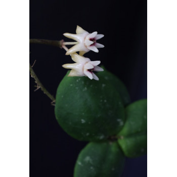 Hoya mitrata Khao Sok store with hoya flowers