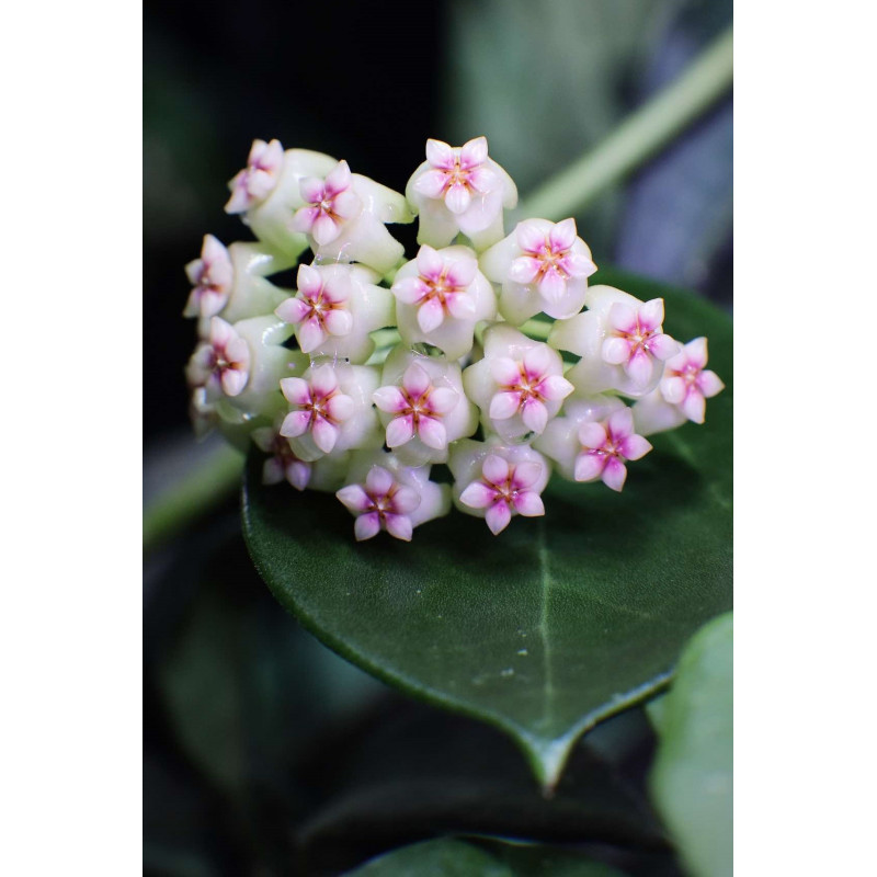 Hoya 'Christine' store with hoya flowers