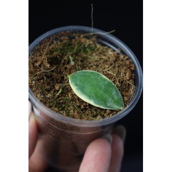 Hoya halophila albomarginata - rooted store with hoya flowers