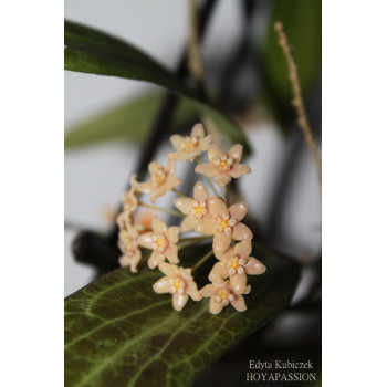 Hoya polilloensis store with hoya flowers