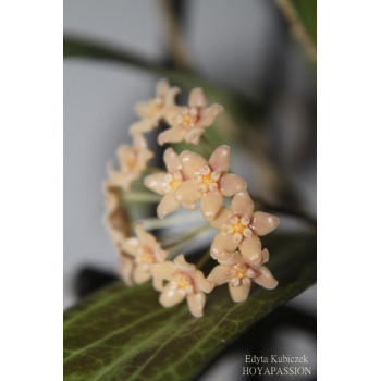 Hoya polilloensis sklep z kwiatami hoya