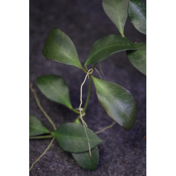 Hoya carmelae x ( hybrid ) store with hoya flowers