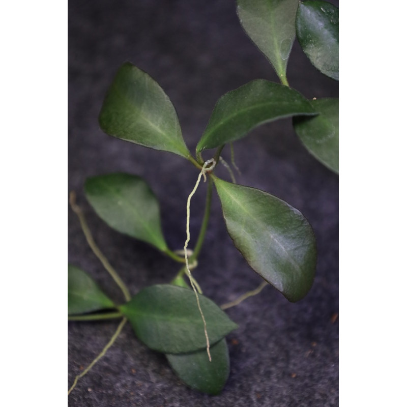 Hoya carmelae x ( hybrid ) store with hoya flowers