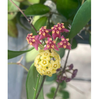 Hoya carmelae x ( hybrid ) store with hoya flowers