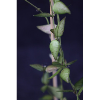 Dischidia rimicola sp. Borneo store with hoya flowers