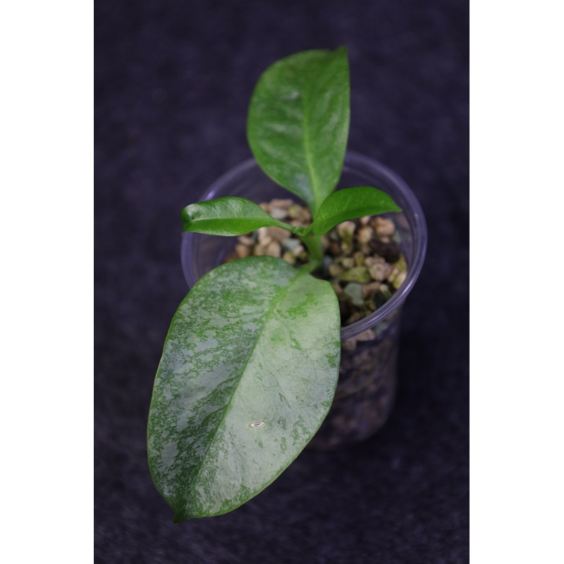 Hoya multiflora SILVER 'WonderPhil' - rooted store with hoya flowers