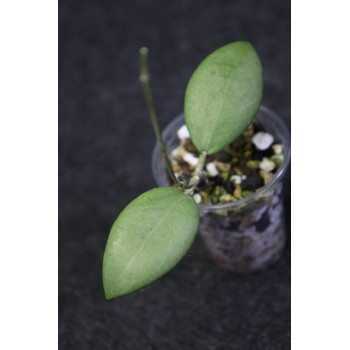 Hoya erythrostemma SILVER - rooted internet store